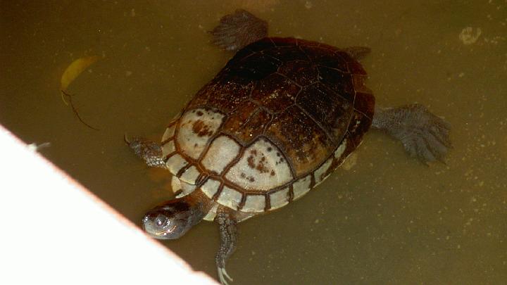 Dominicaanse republiek 2004-130.jpg